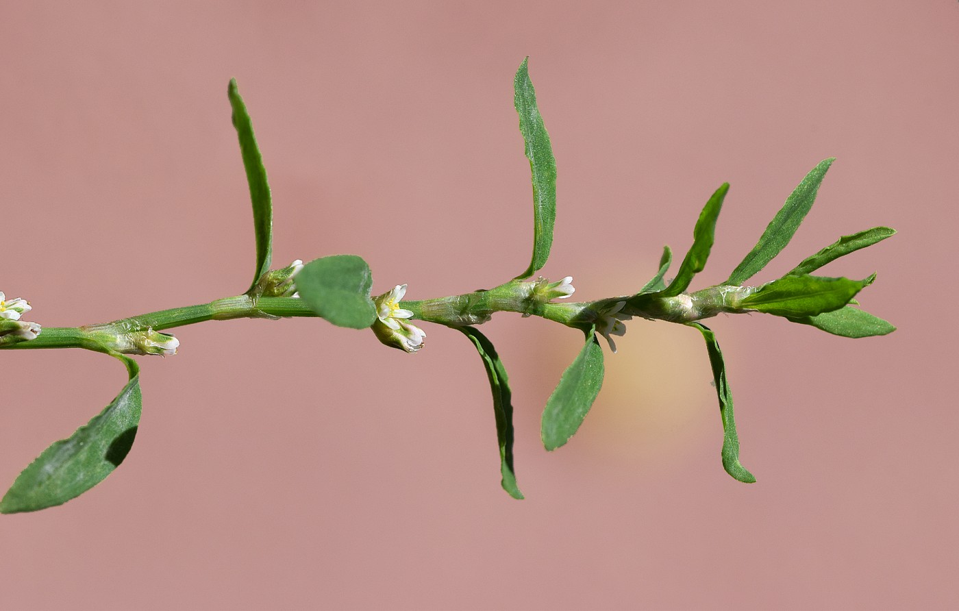 Image of Polygonum aviculare specimen.