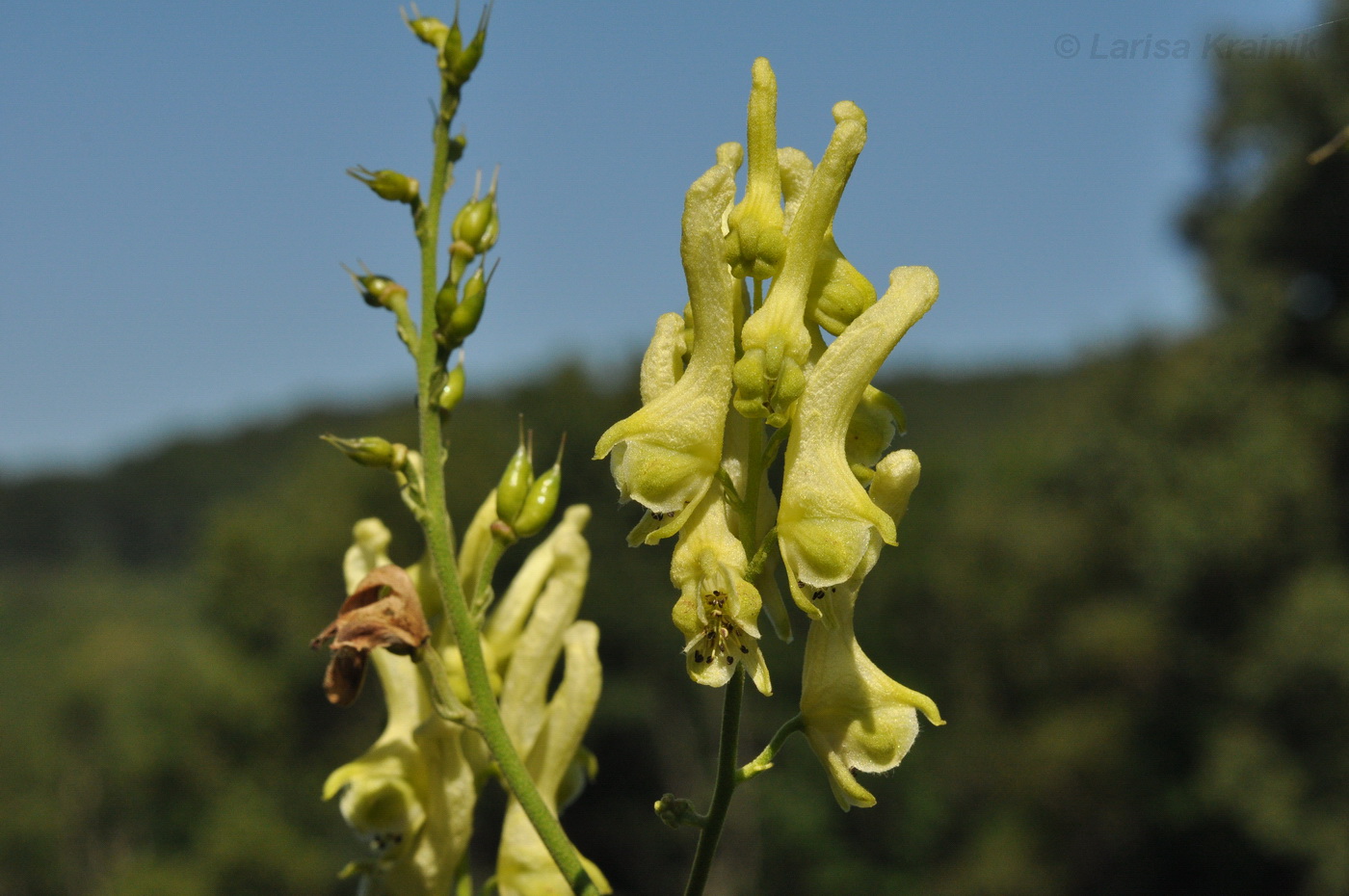 Изображение особи Aconitum kirinense.