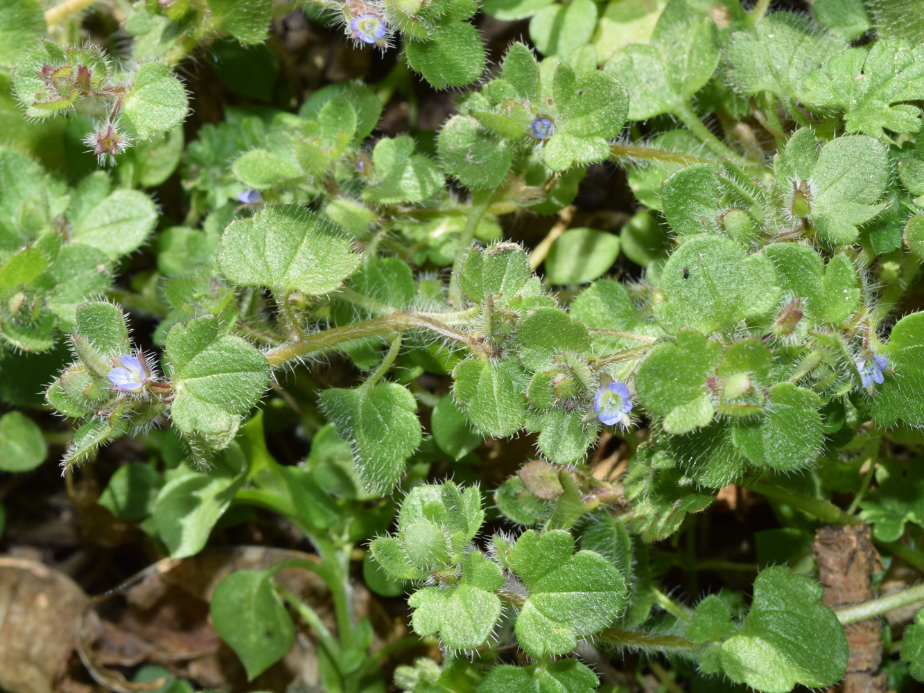 Изображение особи Veronica hederifolia.