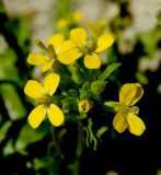 Erysimum repandum