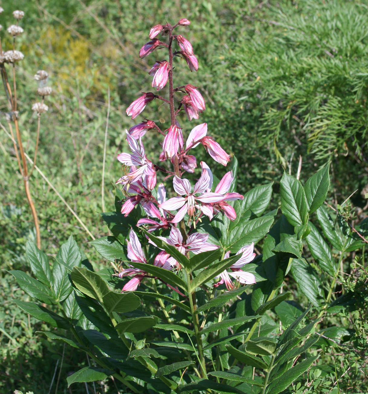 Image of Dictamnus angustifolius specimen.