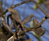 Hakea chordophylla