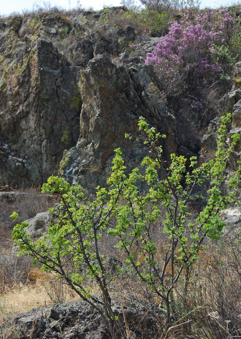 Image of Caragana arborescens specimen.