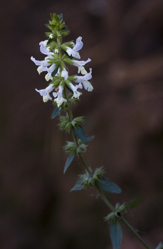 Изображение особи Stachys annua.