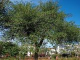 Erythrina crista-galli. Цветущее и плодоносящее дерево. Франция, Лазурный Берег, Канны, сквер им. 8 Мая 1945 года (Сад Роз), в культуре. 22.07.2014.