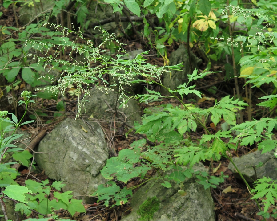 Image of Artemisia sylvatica specimen.