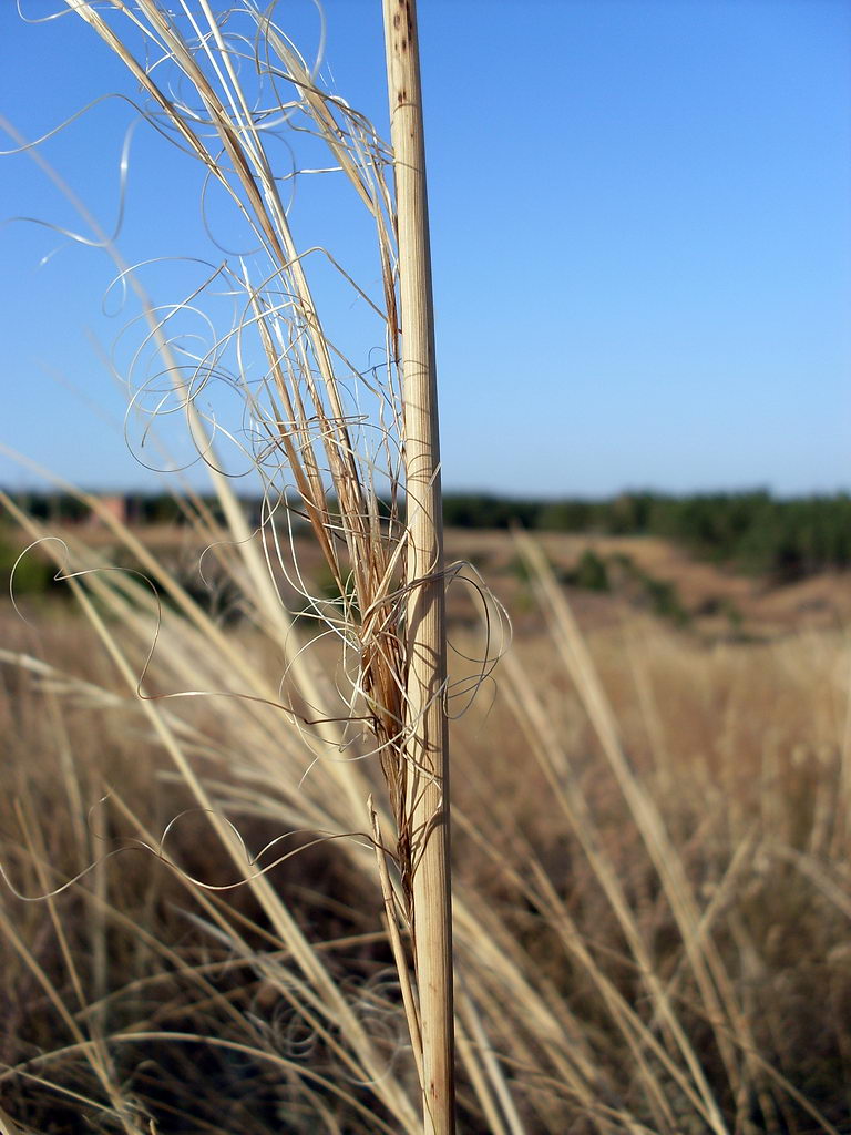 Изображение особи Stipa capillata.