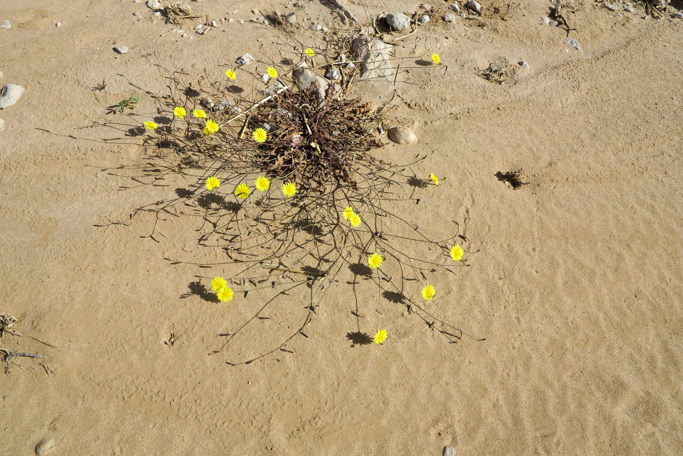 Image of Launaea nudicaulis specimen.