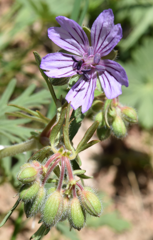 Изображение особи Geranium transversale.