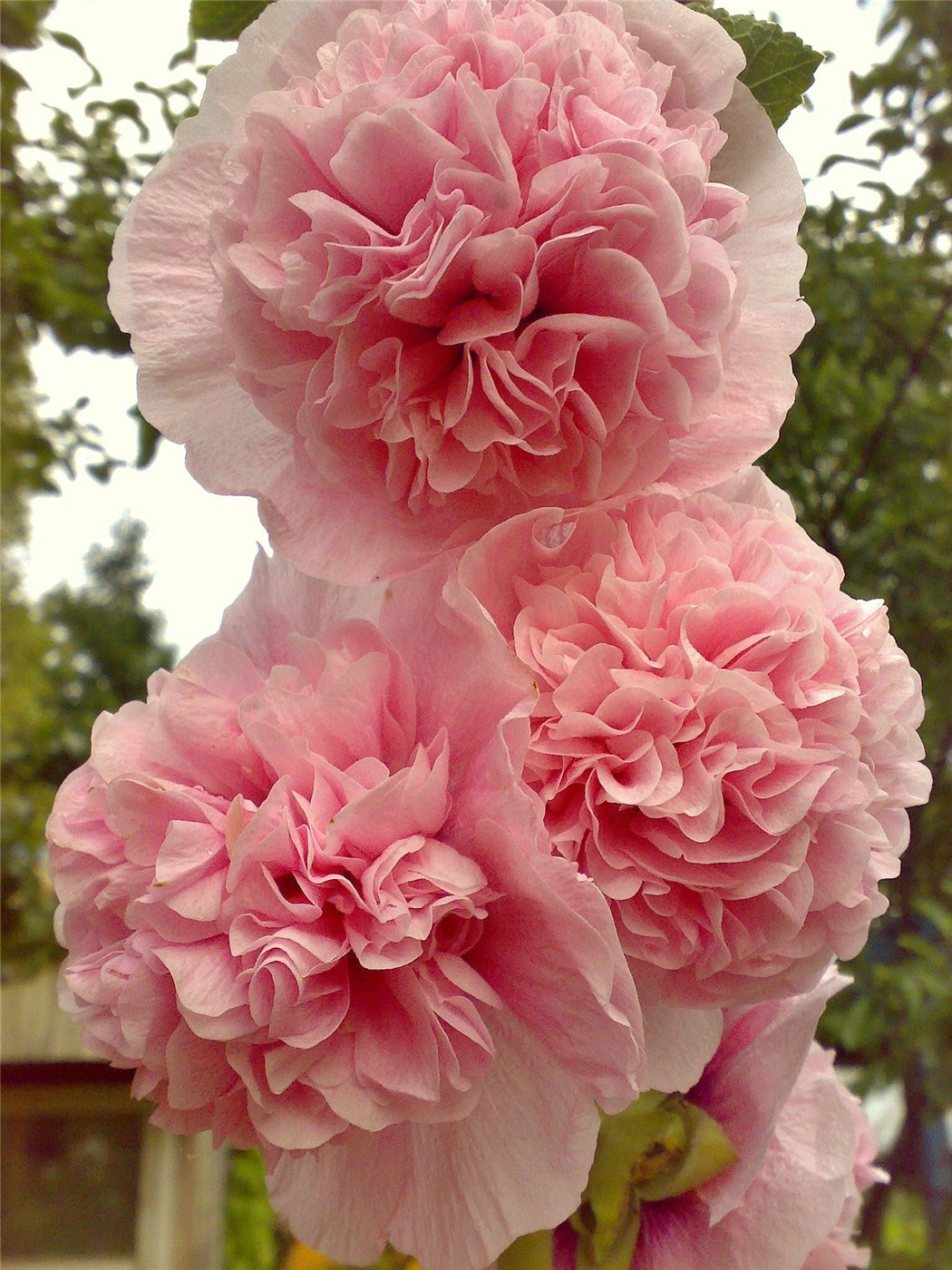 Image of Alcea rosea specimen.