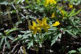 Anemone ranunculoides