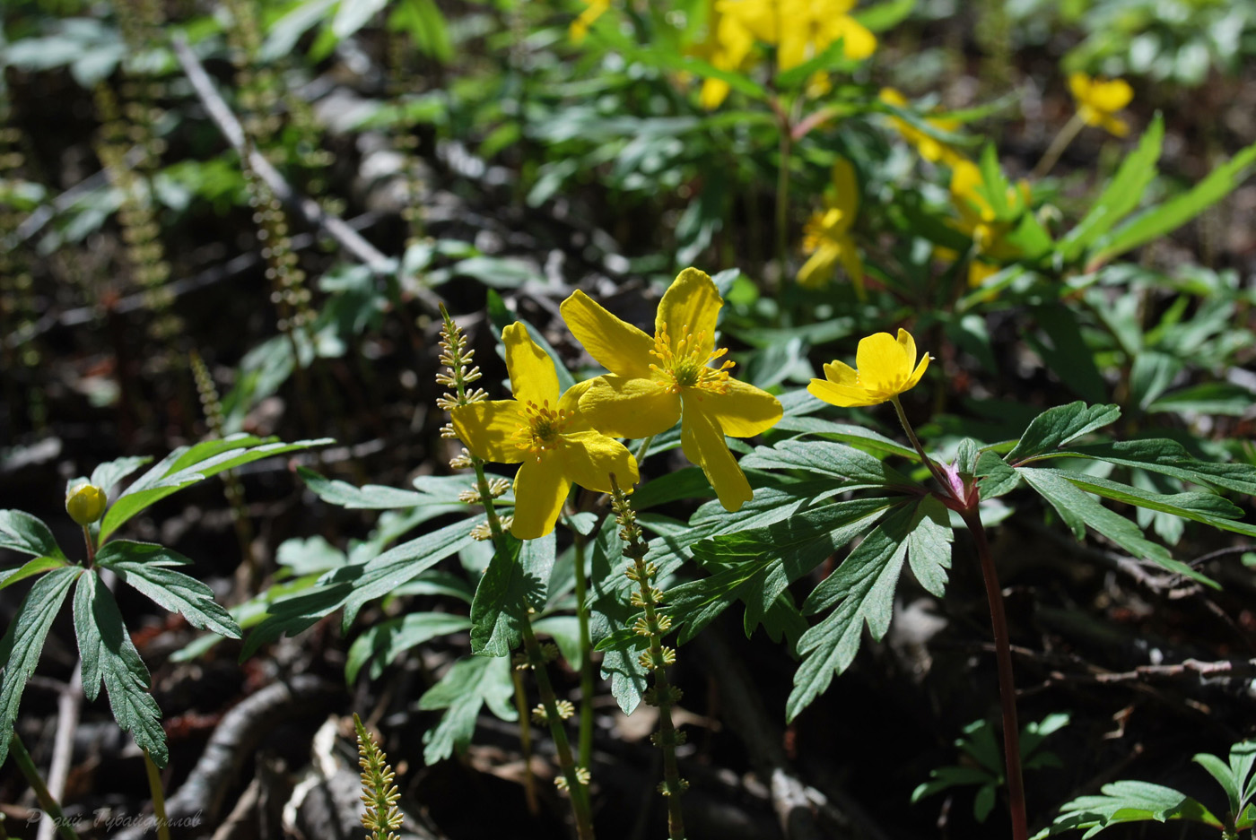 Image of Anemone ranunculoides specimen.