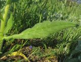 Anchusa azurea. Нижний стеблевой лист. Крым, Карадагский заповедник, пожарная тропа, поляна в дубовом редколесье. 14 мая 2015 г.