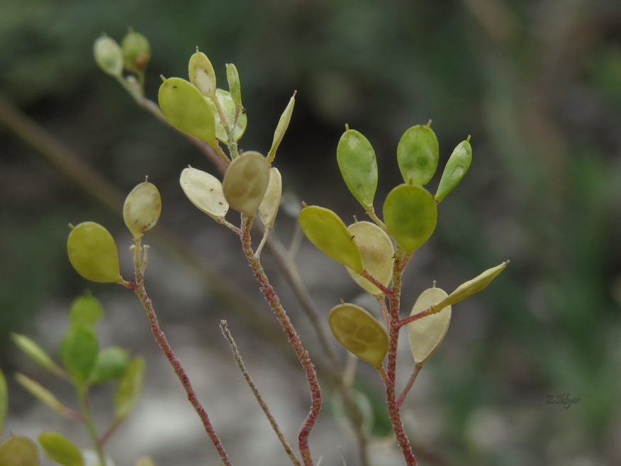 Изображение особи Meniocus linifolius.