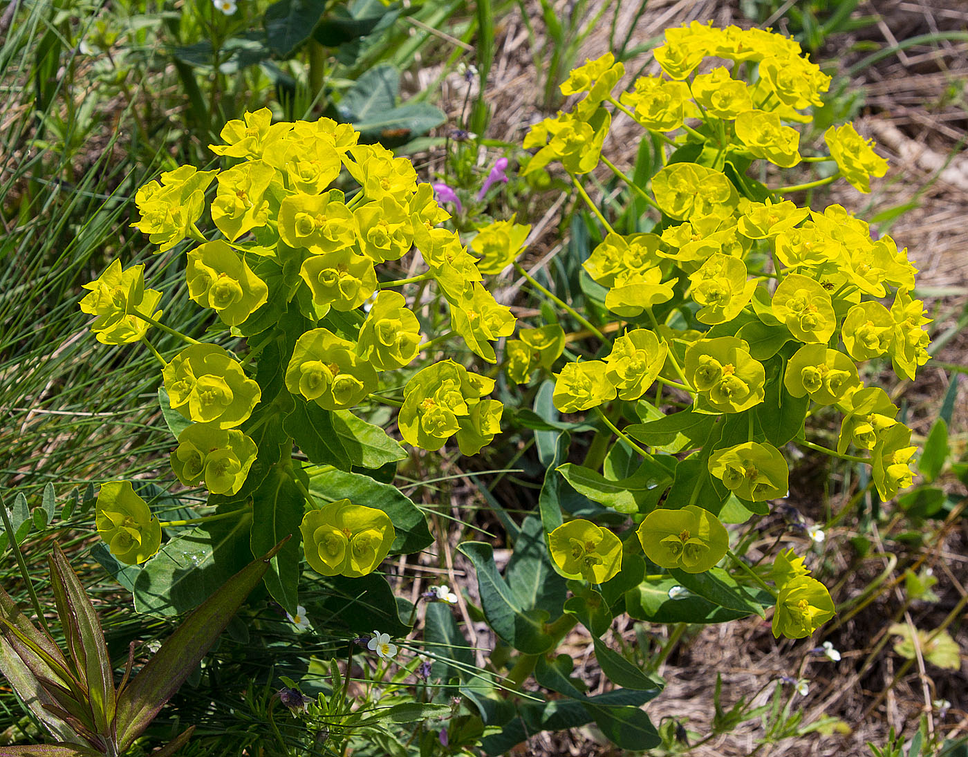 Изображение особи род Euphorbia.