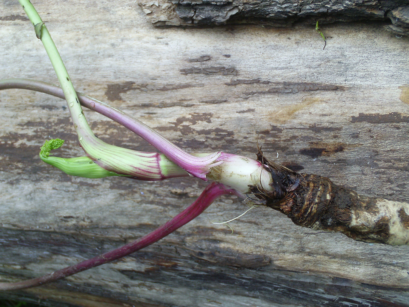 Image of Peucedanum oreoselinum specimen.