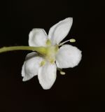 Sorbus alnifolia