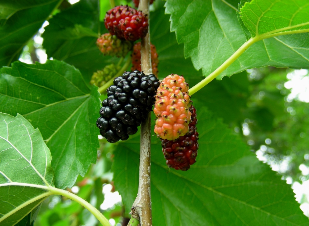 Image of Morus alba specimen.