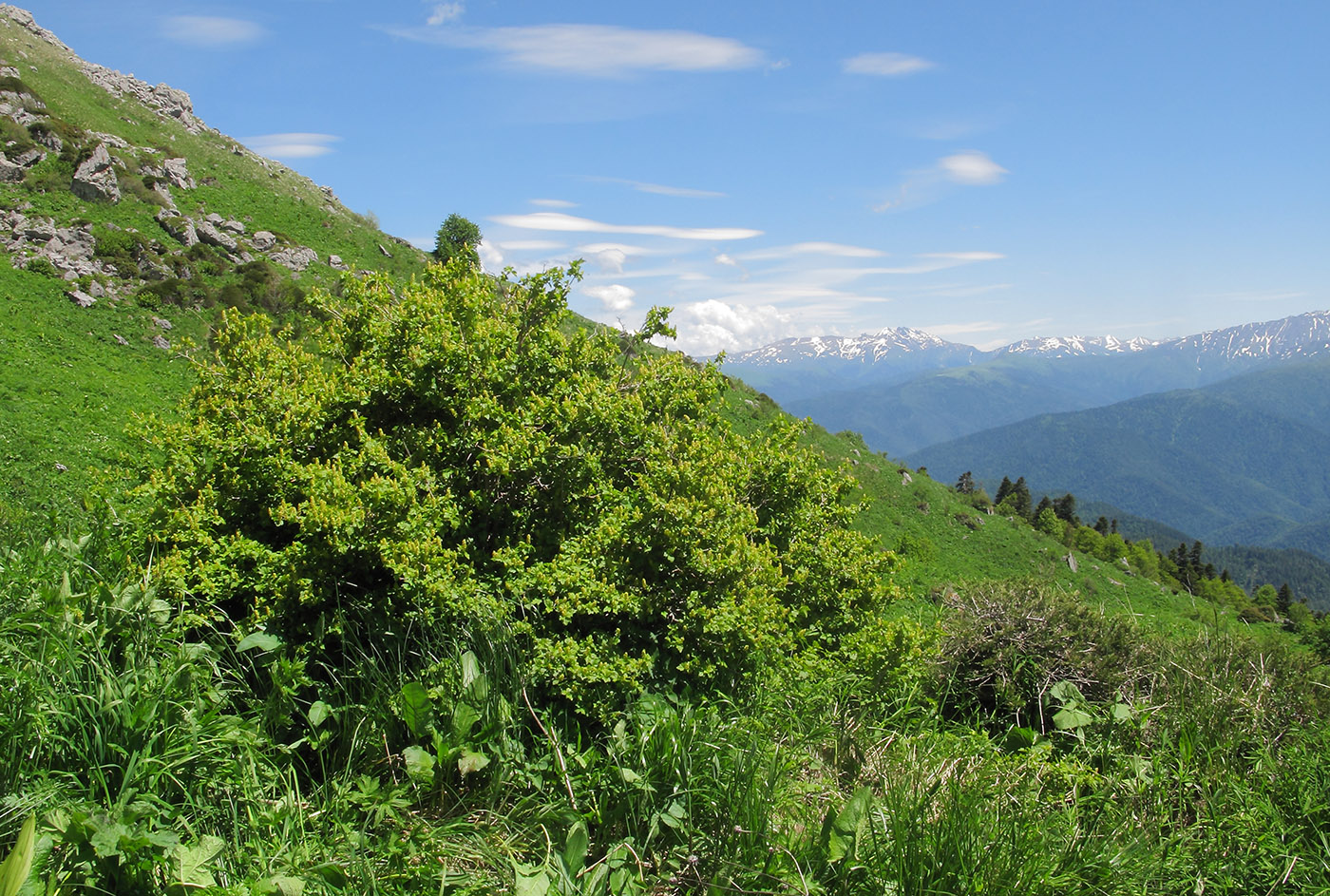 Изображение особи Ribes alpinum.