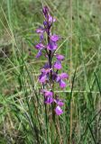 Anacamptis laxiflora подвид elegans. Соцветие. Украина, Херсонская обл., Голопристанский р-н, о-в Тендровская Коса, северо-западная часть. 27 мая 2007 г.