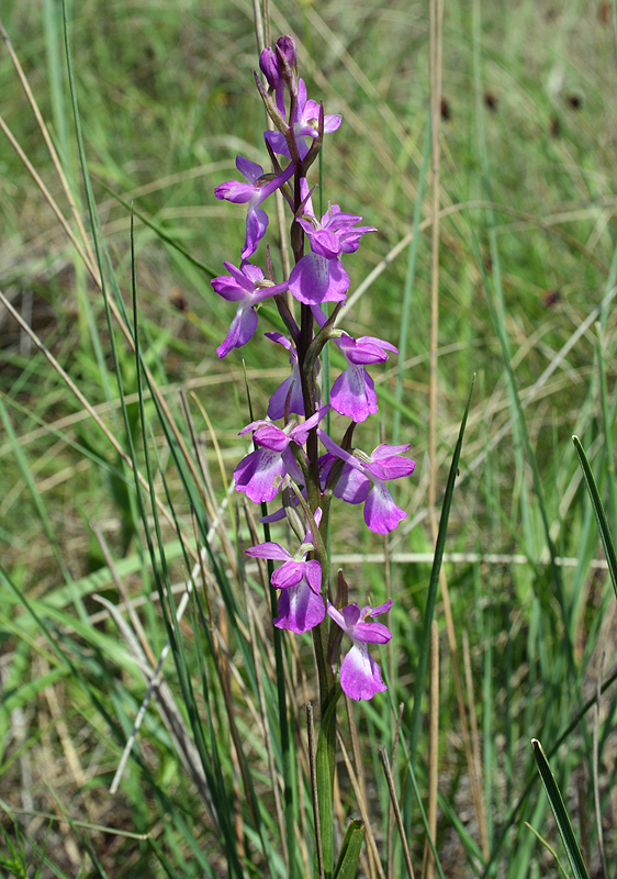 Image of Anacamptis laxiflora ssp. elegans specimen.