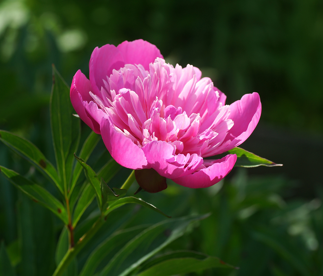 Изображение особи Paeonia lactiflora.