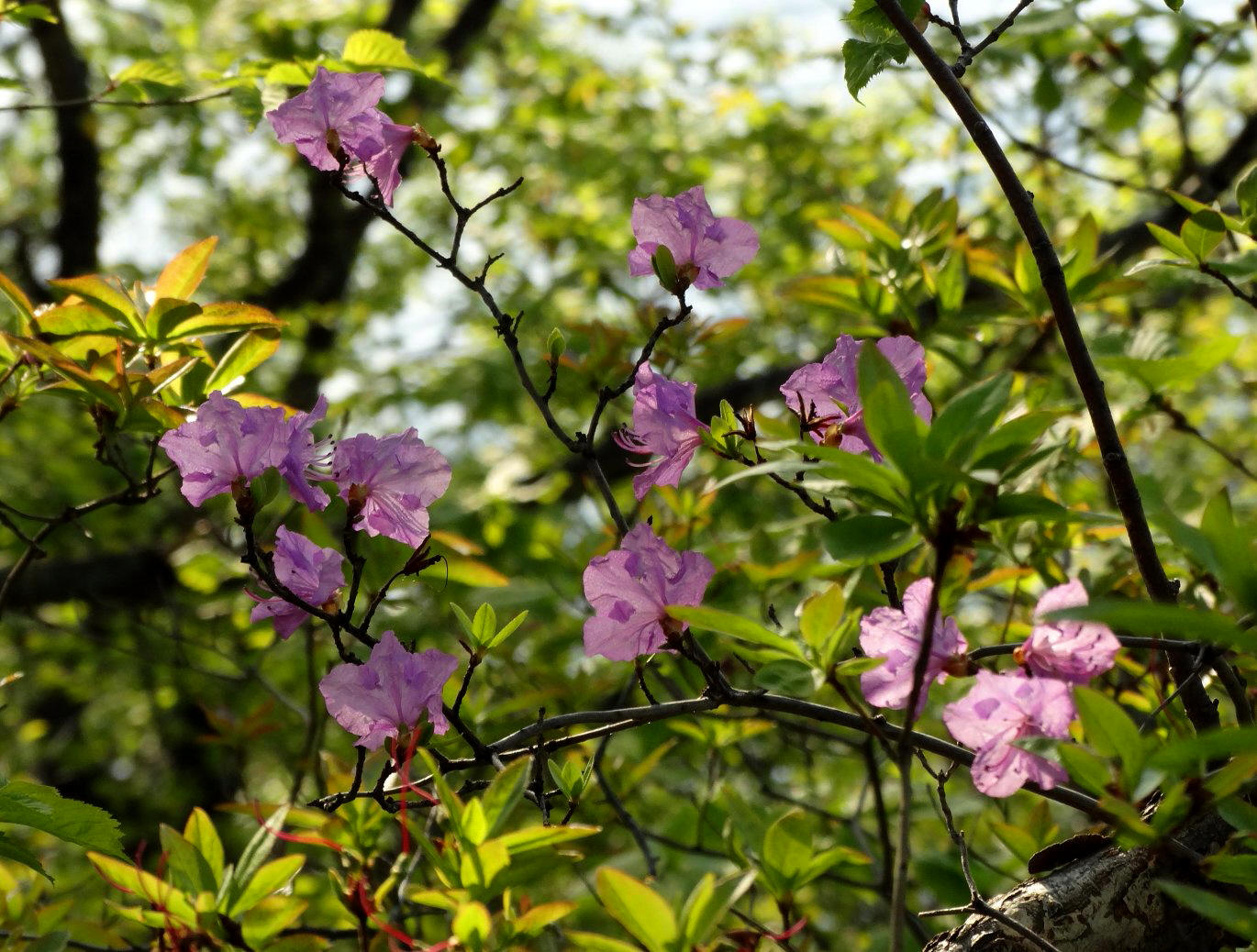 Изображение особи Rhododendron mucronulatum.