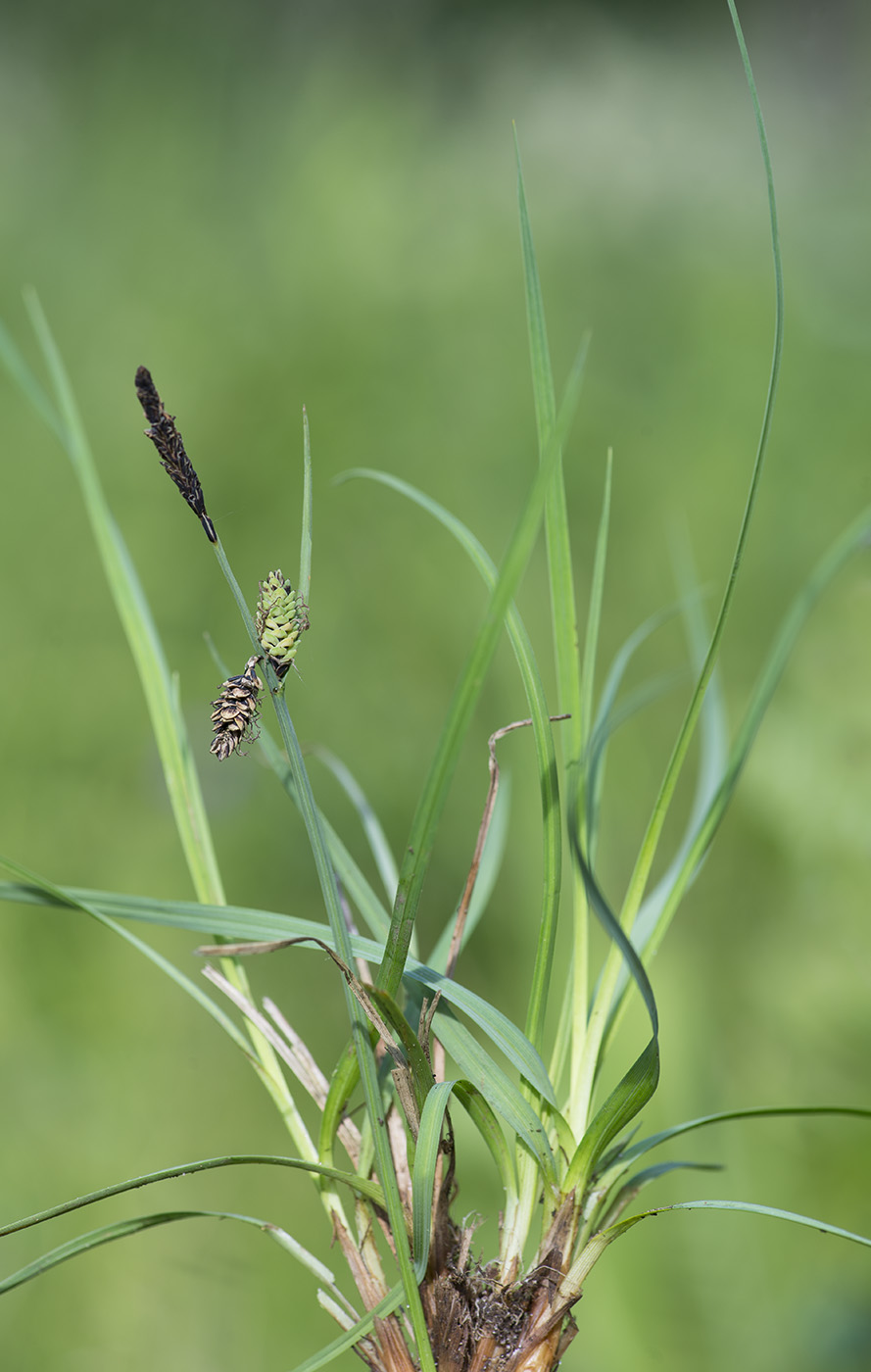 Изображение особи Carex nigra.