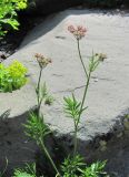 Chaerophyllum rubellum