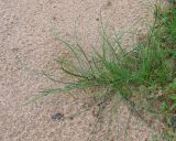 genus Eleocharis