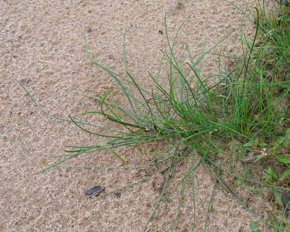 Image of genus Eleocharis specimen.