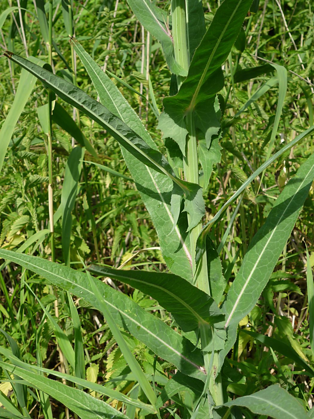 Изображение особи Sonchus palustris.