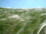 Stipa pennata. Плодоносящие растения. Ульяновская обл., Инзенский р-н, окр. с. Малое Шуватово, каменистая степь по мергелисто-меловым склонам. 13 июня 2010 г.