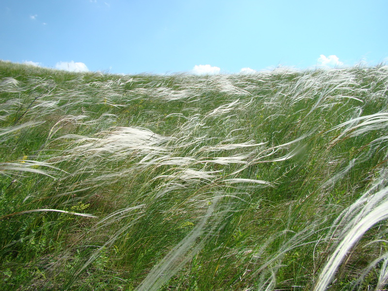 Изображение особи Stipa pennata.