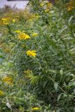 Solidago gigantea