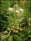 Cirsium roseolum. Цветущее растение. Республика Татарстан, Нурлатский р-н. 12.06.2005.
