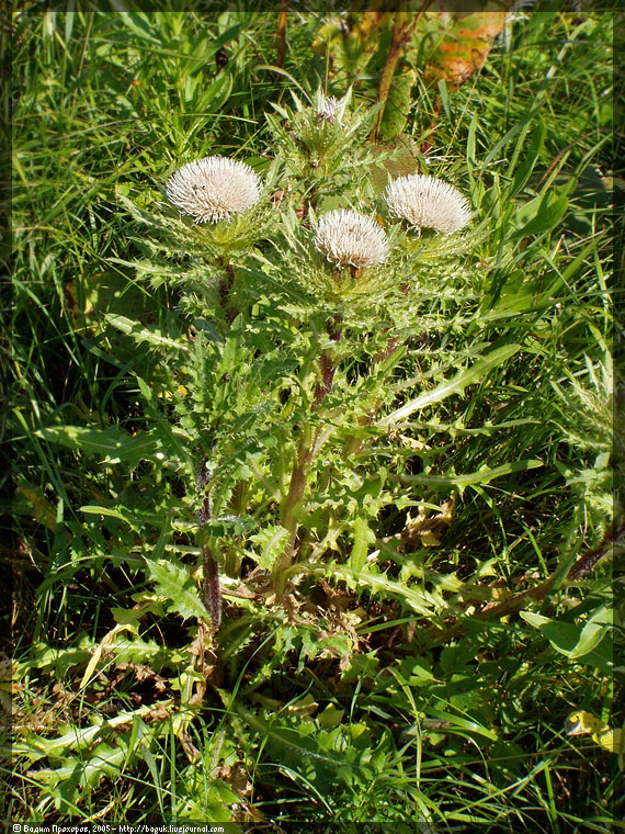 Изображение особи Cirsium roseolum.