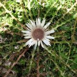 Carlina acaulis