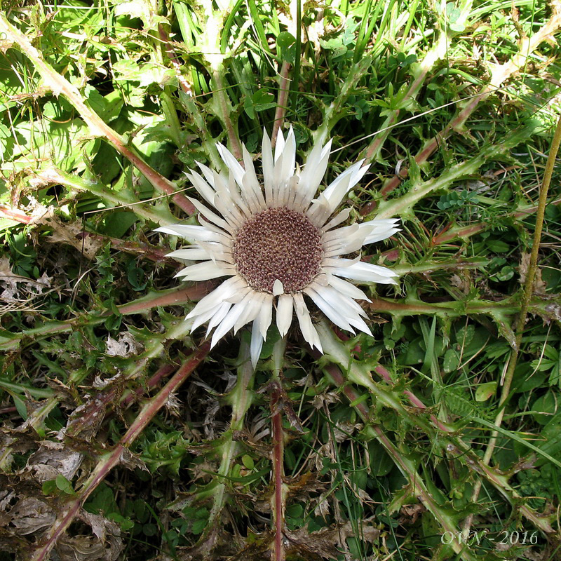 Image of Carlina acaulis specimen.