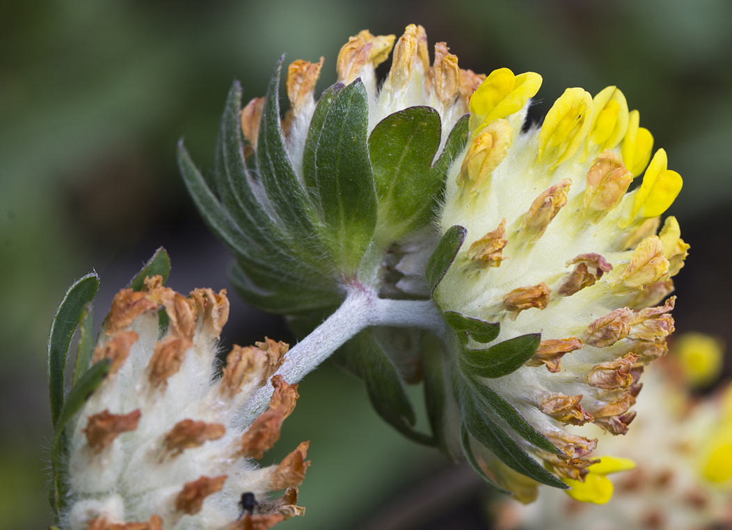 Изображение особи Anthyllis macrocephala.