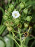 Image of taxon representative. Author is Тулкин Тиллаев