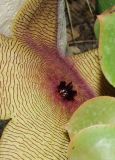 Stapelia gigantea