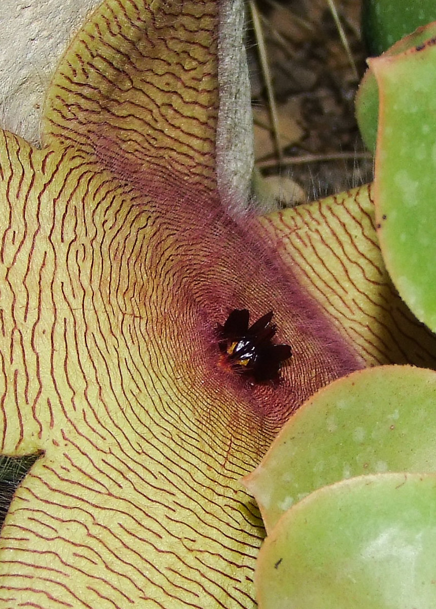 Изображение особи Stapelia gigantea.