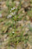 Asperula setosa