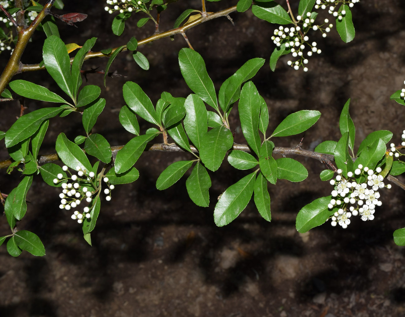 Image of Pyracantha coccinea specimen.