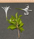Turraea obtusifolia