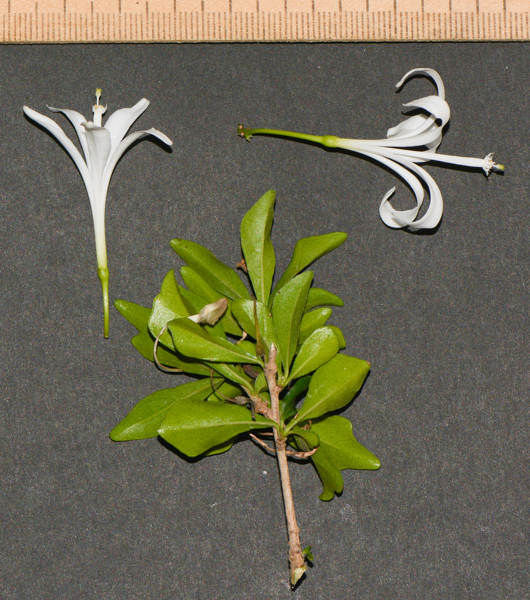 Image of Turraea obtusifolia specimen.
