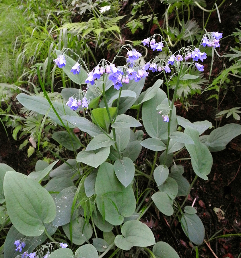 Изображение особи Mertensia sibirica.