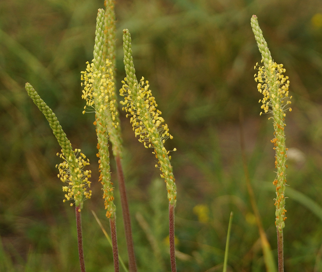 Изображение особи Plantago salsa.