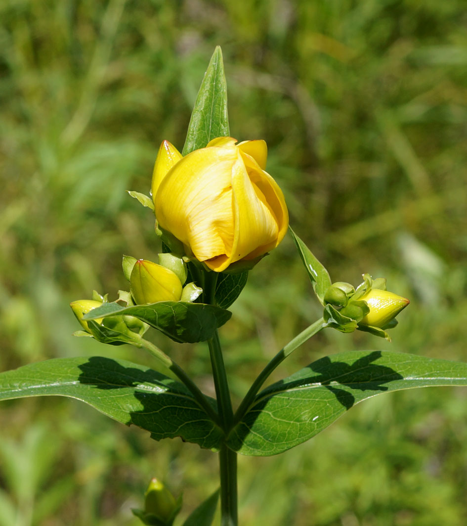 Изображение особи Hypericum ascyron.